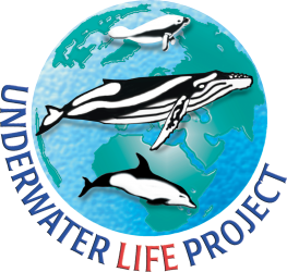 Underwater Life Project